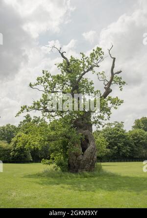 Alte englische Eiche quercus robur`s Vollblatt zeigt ihr Alter auf einem Feld bei Oxfordshire England UK. Stockfoto